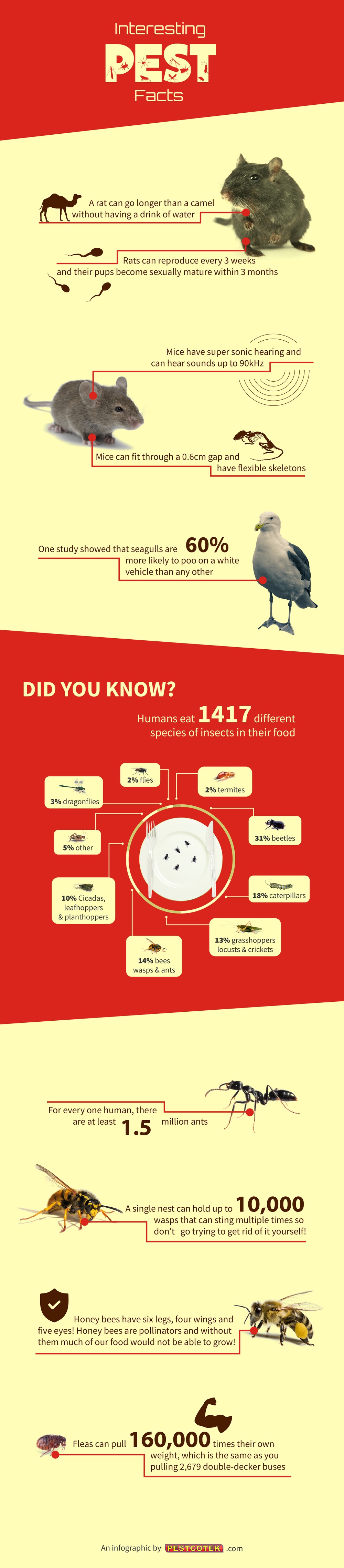 Interesting Pest Facts by Pestcotek