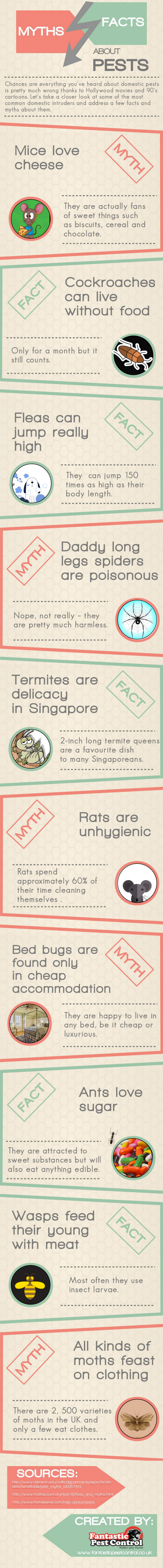 Myths and Facts About Pests by Fantastic Pest Control