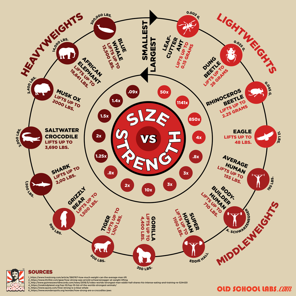 Size vs. Strength: Who is Strongest in the Animal Kingdom?