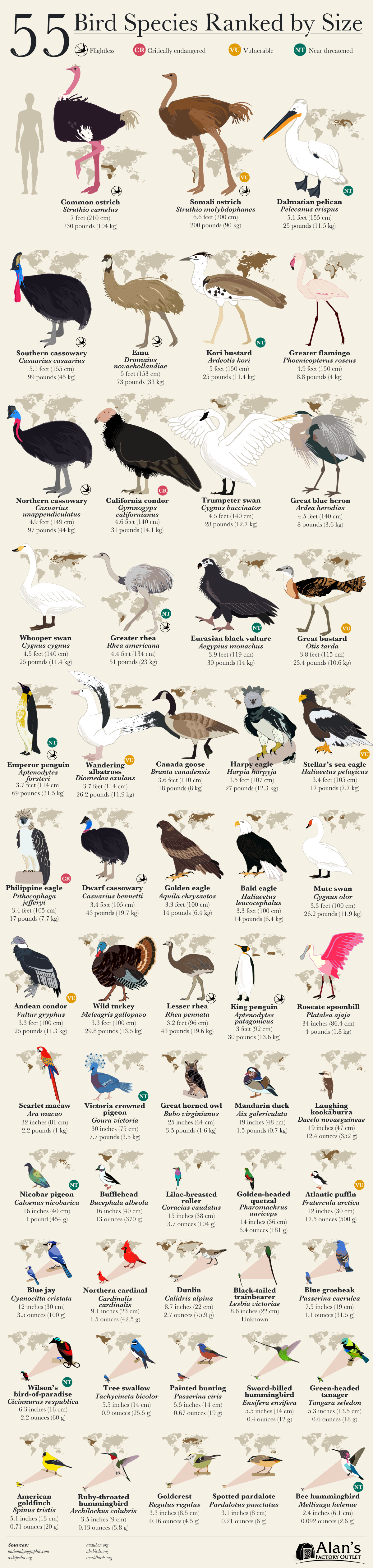 55 Bird Species Ranked by Size