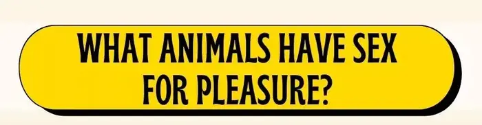 What Animals Have Sex For Pleasure?